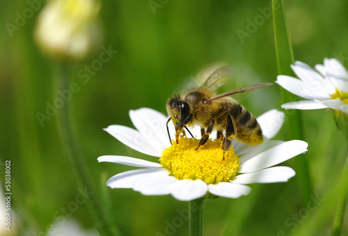 Bee on flower