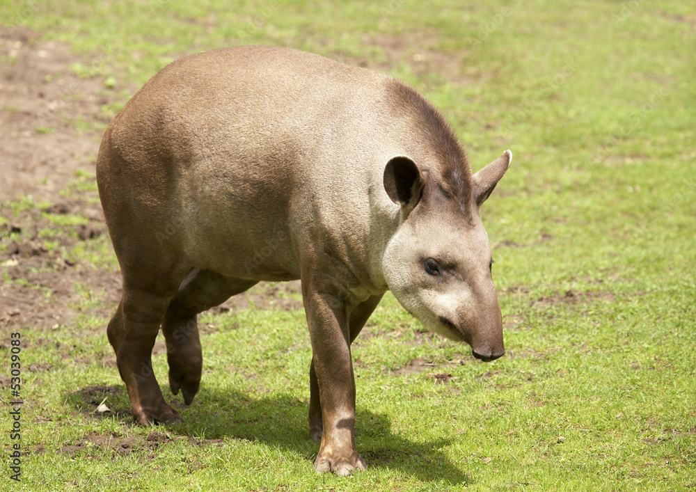 Fototapeta premium Brazilian tapir