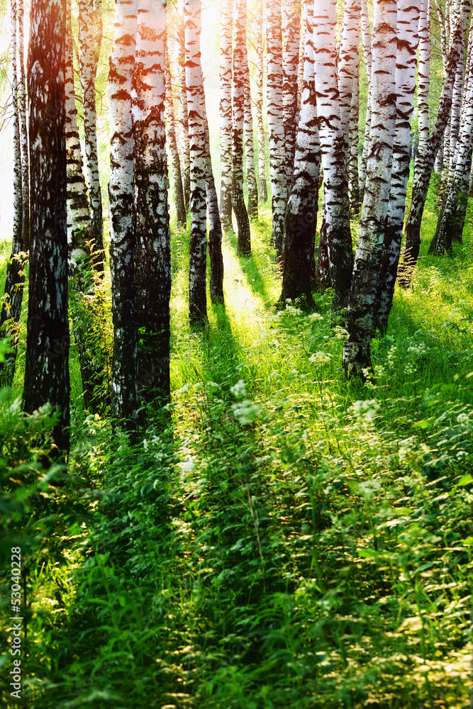 Fototapeta premium forest birch