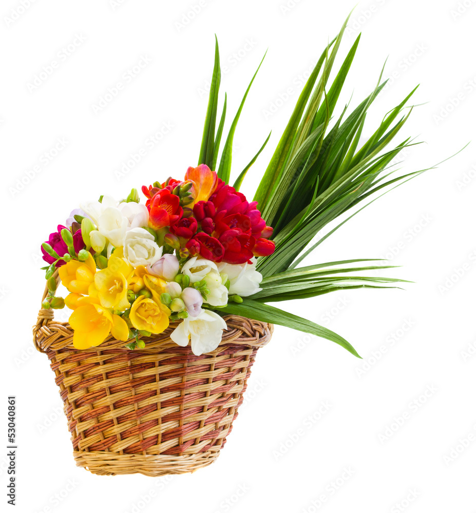 Fototapeta premium bouquet of freesias flowers in basket