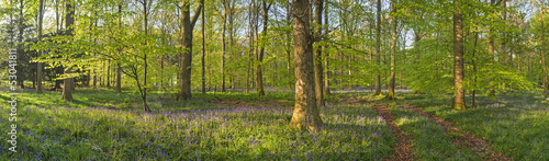 Magical forest and wild bluebell flowers #53041811