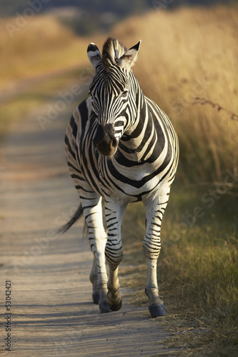 Fototapeta Naklejka Na Ścianę i Meble -  Young Zebra