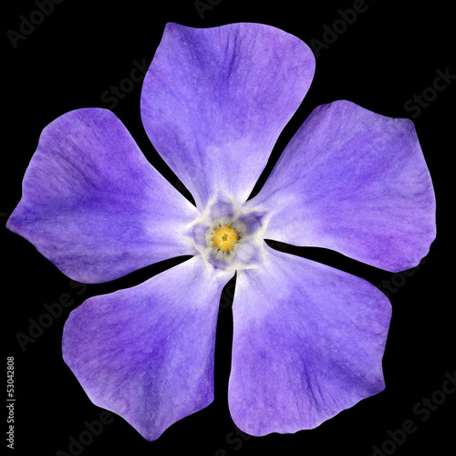 Purple Flower - Periwinkle Vinca minor isolated on Black