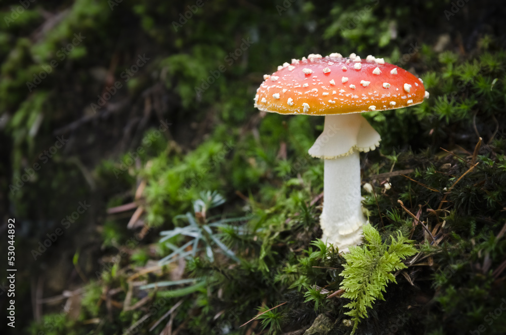 Fliegenpilz Fliegenpilz