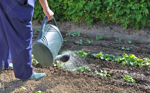 arrosage du potager