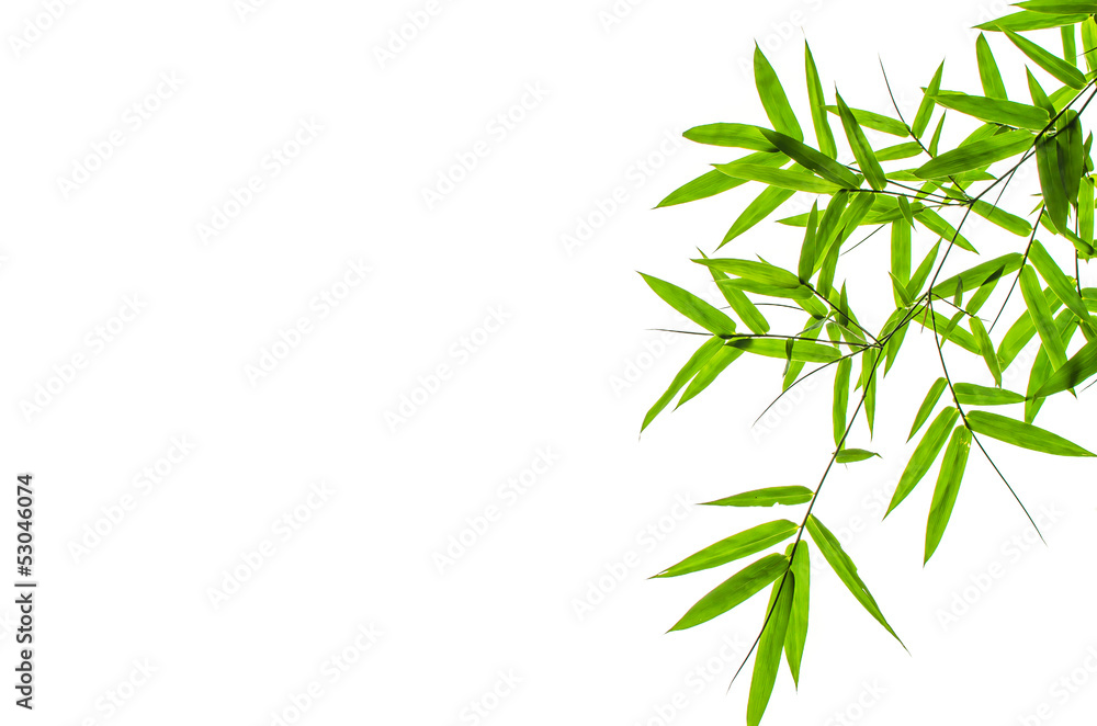 Obraz premium Bamboo Leaf