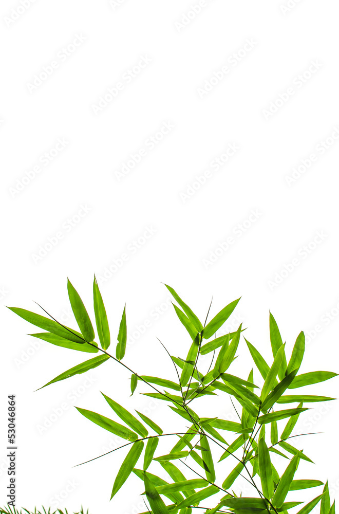 Naklejka premium Bamboo Leaf
