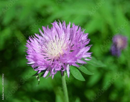 Purple cornflower