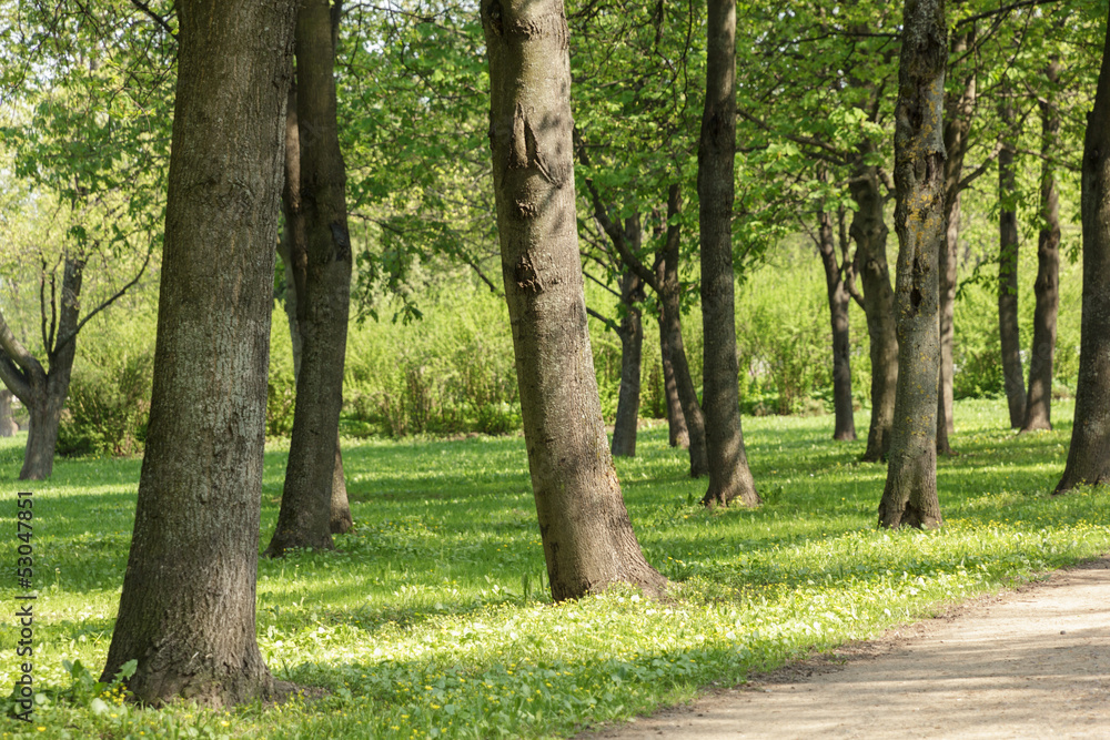 walkway in the suburb park