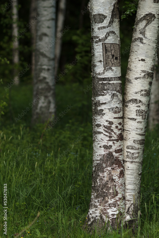 birch trees in the park