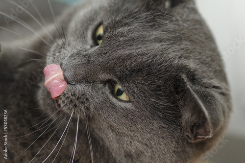 close portrait of british shorthair cat licks his lips
