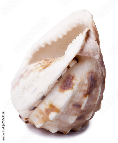 Conch Shell - Backside