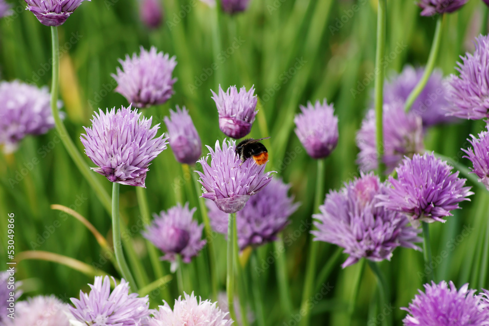 Hummel und Schnittlauch Hummel und Schnittlauch