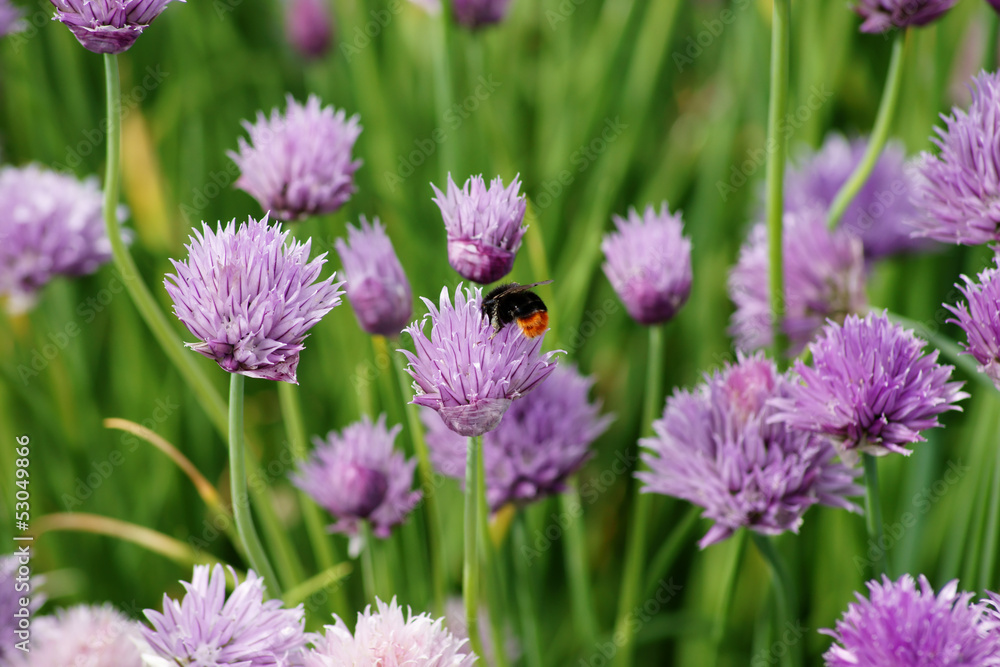 Hummel und Schnittlauch