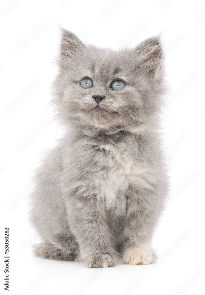 Kitten on a white background