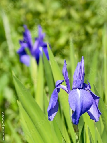 Fototapeta Naklejka Na Ścianę i Meble -  Vertical close up photo of blue iris flower