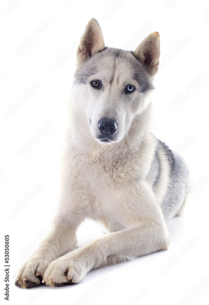Fototapeta premium siberian husky