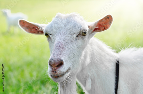Cute young goat