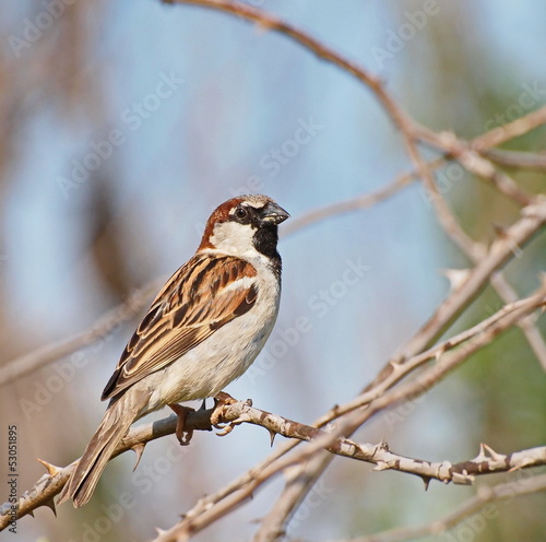 House Sparrow, Passer domesticus © dule964