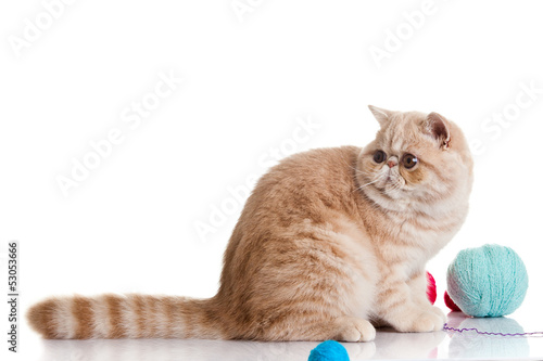 persian exotic cat isolated with balls of different colours