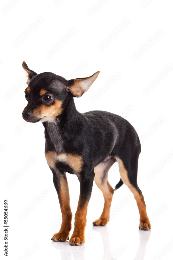 chihuahua isolated on white background chihuahua isolated on white background