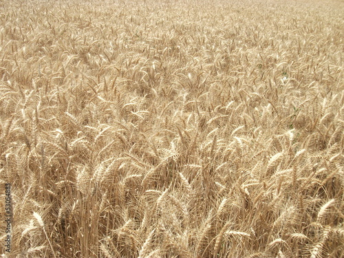 Buğday olgun hasat zamanı