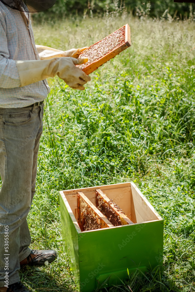 Working apiarist