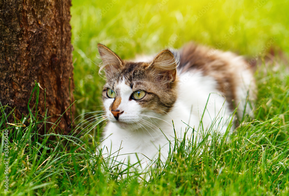 cat in the grass