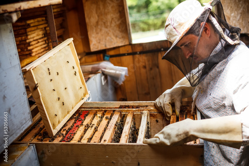 Принти на полотні Working apiarist