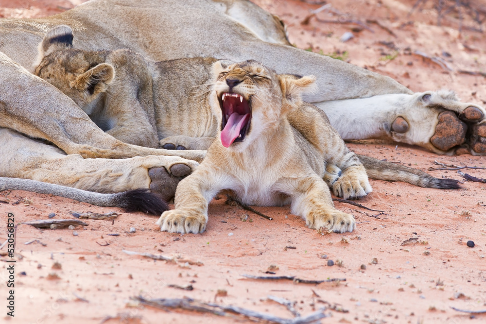 Fototapeta premium Lioness female with cubs