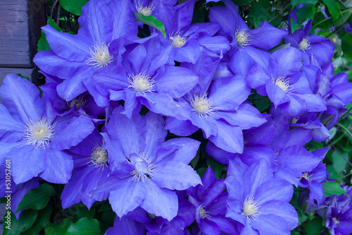 Blue clematis photo