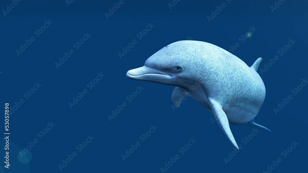 Fototapeta premium イルカ