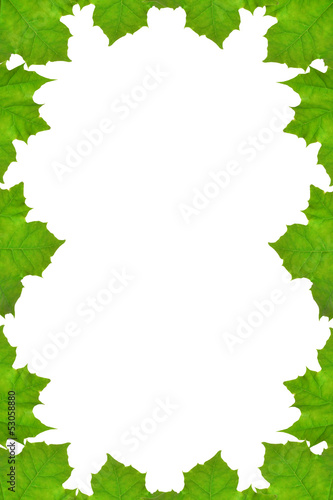 Frame of maple leaves