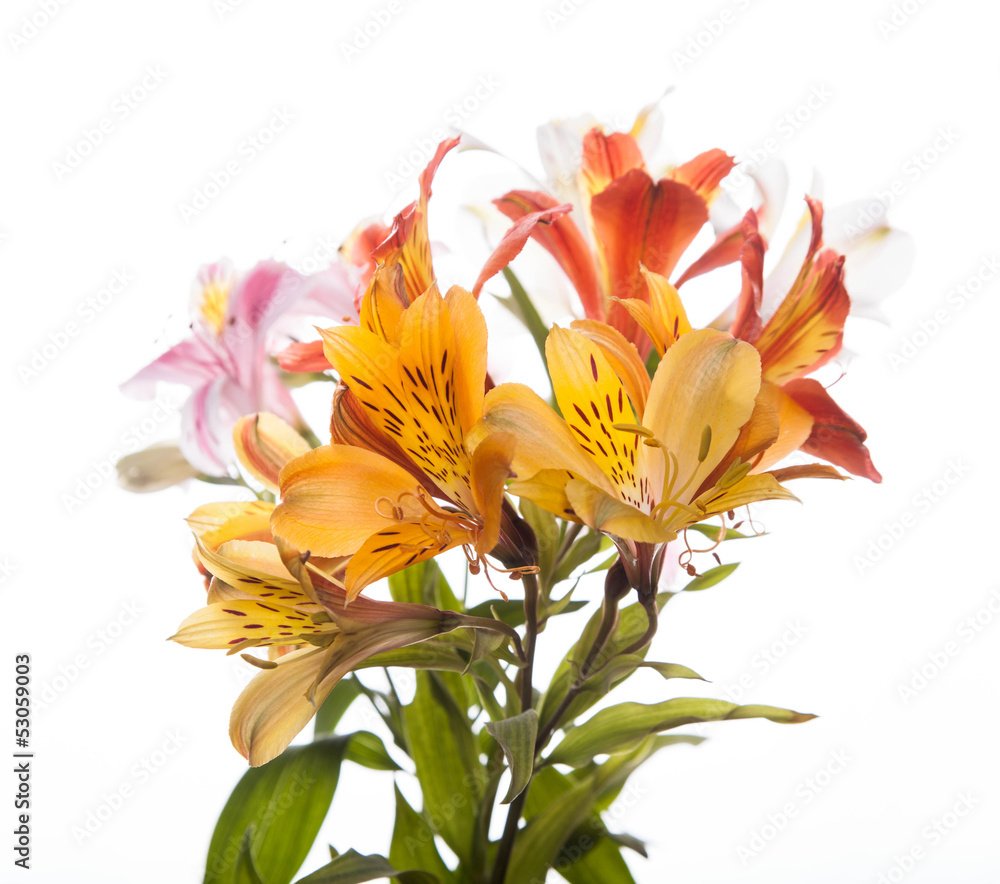 Alstroemeria flowers Alstroemeria flowers
