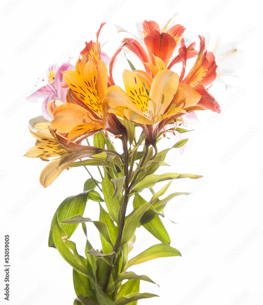Alstroemeria flowers Alstroemeria flowers