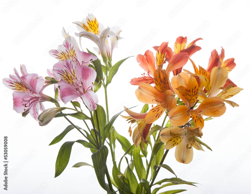 Obraz premium Alstroemeria flowers
