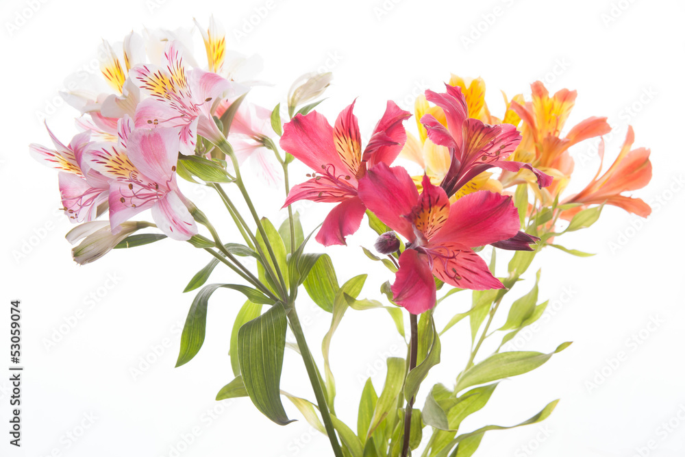   Alstroemeria flowers