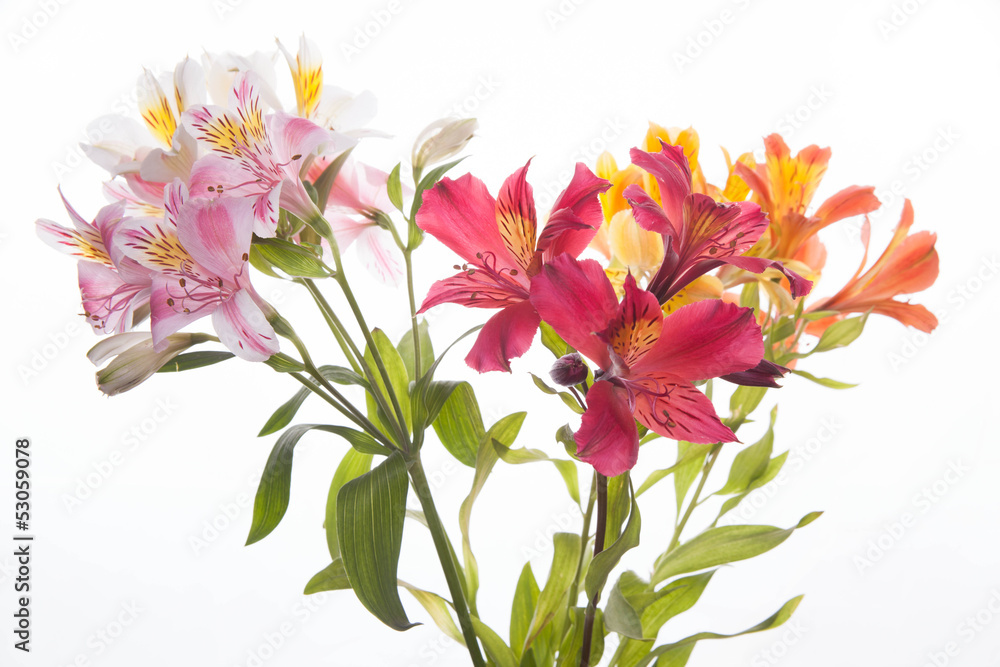 Alstroemeria flowers Alstroemeria flowers