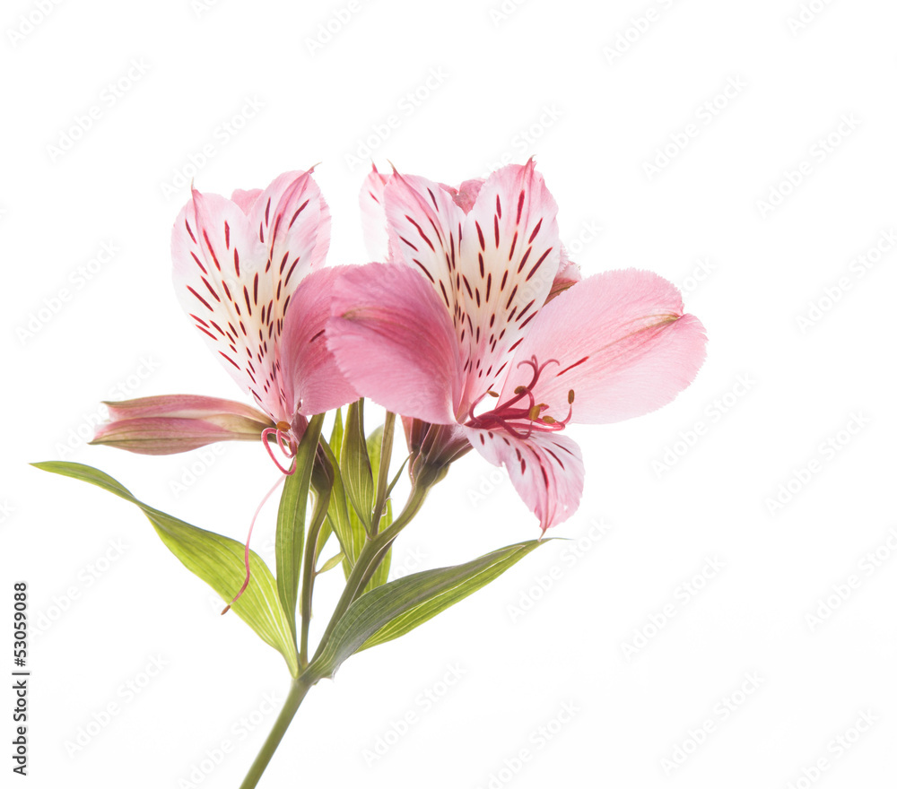 Obraz premium Alstroemeria flowers