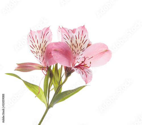Fototapeta Naklejka Na Ścianę i Meble -    Alstroemeria flowers