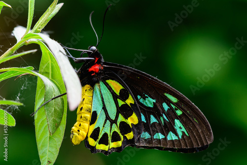 Farfalla maschio Cairns Birdwing - Ornithoptera euphorion photo