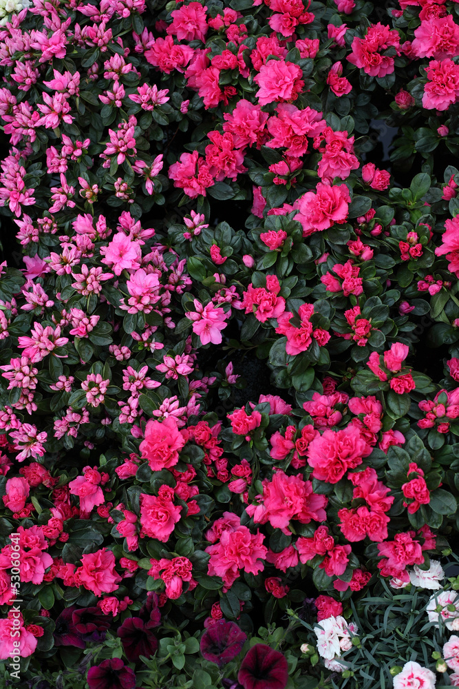 Flowers Flowers