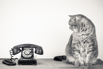 Vintage telephone and big cat on table sepia photo