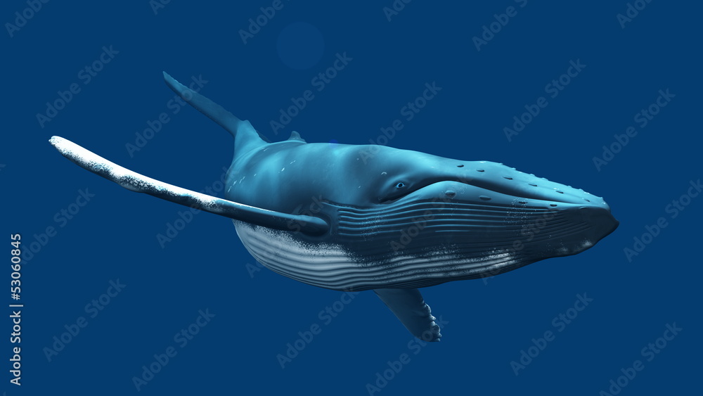 Obraz premium クジラ