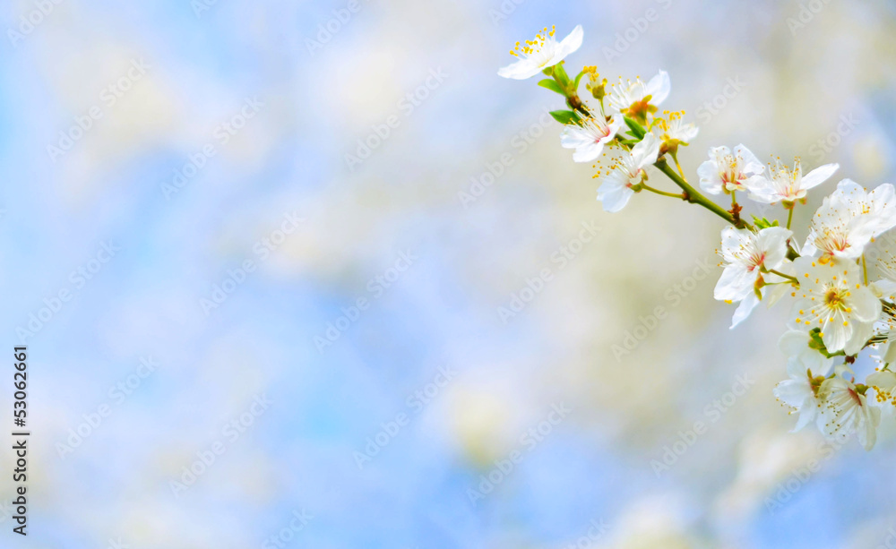 Plum tree flowers against bokeh background Plum tree flowers against bokeh background