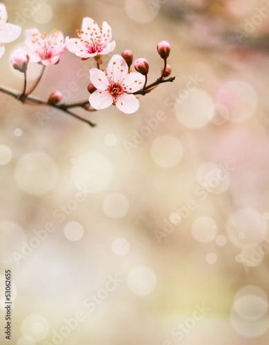 Plum flower macro shot with bokeh background