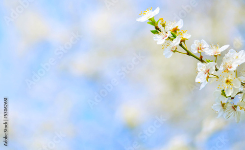 Plum tree flowers against bokeh background