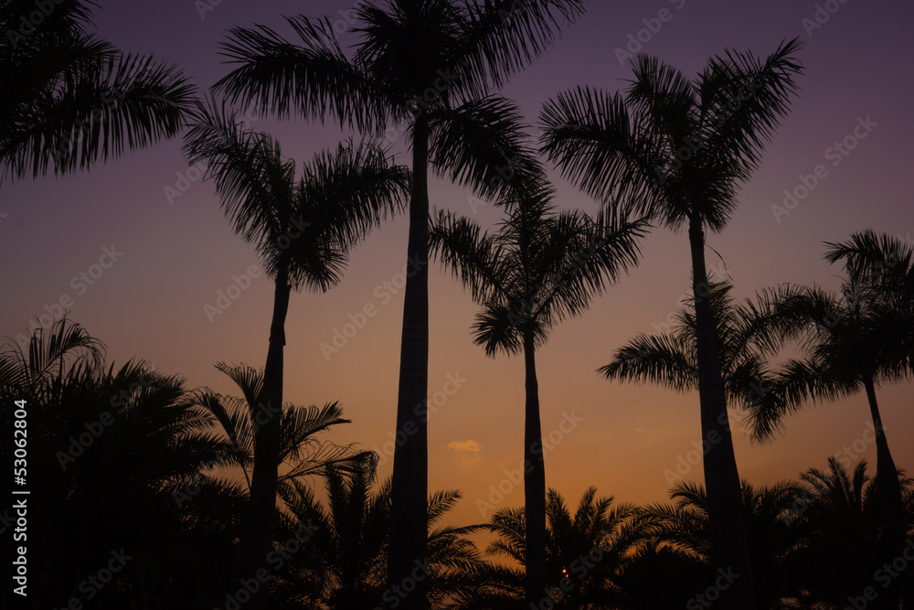 Coconut Tree on Dusk