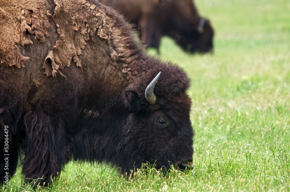 Closeup of American Bison grazing on the meadow Closeup of American Bison grazing on the meadow