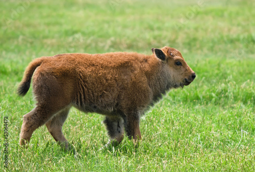 Buffalo calf walking on the meadow